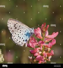 Attēlu rezultāti vaicājumam “Phengaris arion”