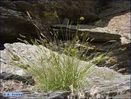 Attēlu rezultāti vaicājumam “Dactylis glomerata subsp. glomerata”
