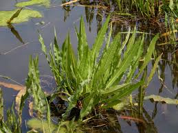 Attēlu rezultāti vaicājumam “Rumex hydrolapathum fruit”