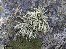 Attēlu rezultāti vaicājumam “Ramalina farinacea”