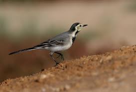 Image result for Motacilla alba