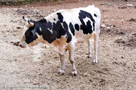 Attēlu rezultāti vaicājumam “Bos primigenius taurus”