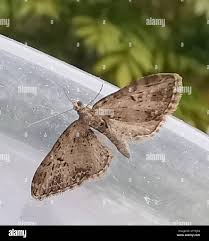 Attēlu rezultāti vaicājumam “Eupithecia exiguata”