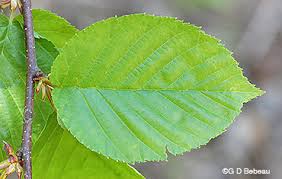 Attēlu rezultāti vaicājumam “Betula alleghaniensis leaf”