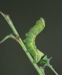 Attēlu rezultāti vaicājumam “Amphipyra pyramidea”