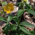 Attēlu rezultāti vaicājumam “Ranunculus cassubicus flower”