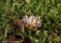 Attēlu rezultāti vaicājumam “Cordyceps farinosa”