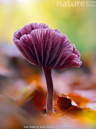 Attēlu rezultāti vaicājumam “Laccaria amethystina”