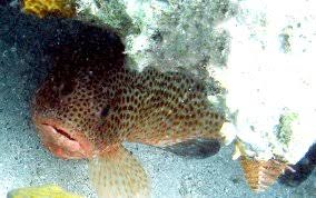 Image result for Epinephelus guttatus