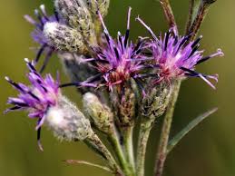 Attēlu rezultāti vaicājumam “Saussurea esthonica flower”