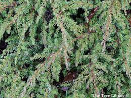 Attēlu rezultāti vaicājumam “Juniperus communis leaf”