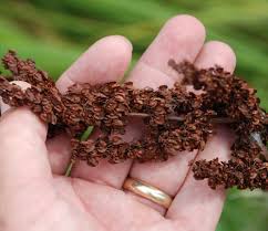 Attēlu rezultāti vaicājumam “Rumex crispus fruit”