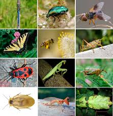 Attēlu rezultāti vaicājumam “Insecta”