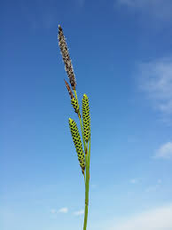 Attēlu rezultāti vaicājumam “Carex elata”