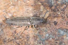 Attēlu rezultāti vaicājumam “Actenicerus sjaelandicus”