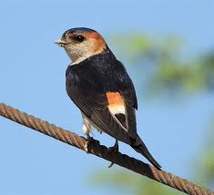 Image result for Cecropis daurica