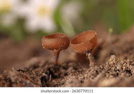 Attēlu rezultāti vaicājumam “Dumontinia tuberosa”