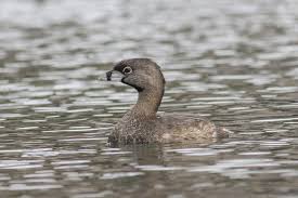 Image result for Podilymbus podiceps