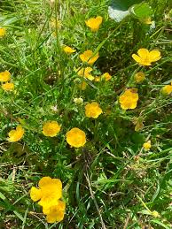 Attēlu rezultāti vaicājumam “Ranunculus bulbosus flower”