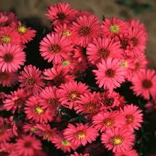 Image result for Aster novi-belgii