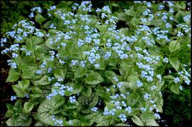 Image result for Brunnera `Jack Frost`