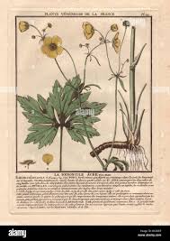 Attēlu rezultāti vaicājumam “Ranunculus acris”