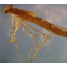 Attēlu rezultāti vaicājumam “Lestidae”