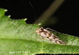 Attēlu rezultāti vaicājumam “Metylophorus nebulosus”