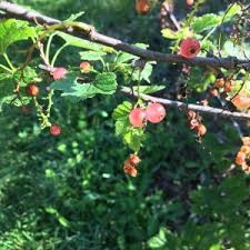 Attēlu rezultāti vaicājumam “Hippophae rhamnoides female flower”