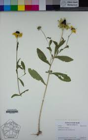 Attēlu rezultāti vaicājumam “Rudbeckia hirta var. pulcherrima flower”