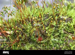 Attēlu rezultāti vaicājumam “Hygroamblystegium varium sporophyte”