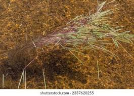 Attēlu rezultāti vaicājumam “Glyceria fluitans”