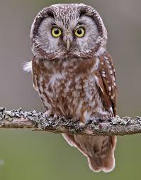 Attēlu rezultāti vaicājumam “Aegolius funereus”