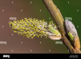 Attēlu rezultāti vaicājumam “Salix myrsinifolia female flower”