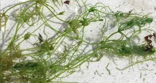 Attēlu rezultāti vaicājumam “Chara polyacantha”