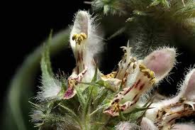 Attēlu rezultāti vaicājumam “Leonurus quinquelobatus”