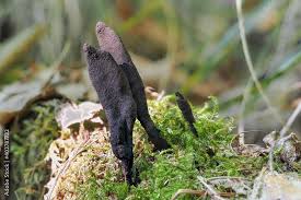 Attēlu rezultāti vaicājumam “Xylaria longipes”