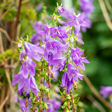 Attēlu rezultāti vaicājumam “Campanula trachelium flower”