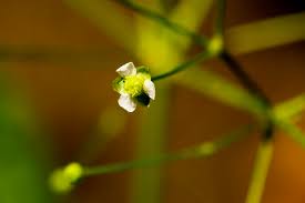 Attēlu rezultāti vaicājumam “Alisma gramineum flower”
