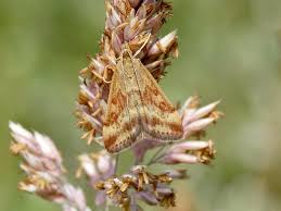 Attēlu rezultāti vaicājumam “Pyrausta cingulata”