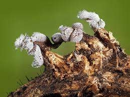 Attēlu rezultāti vaicājumam “Badhamia lilacina sessile”