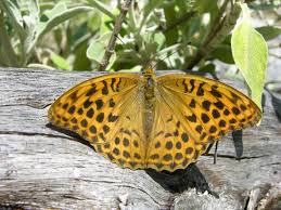 Attēlu rezultāti vaicājumam “Argynnis paphia larva”