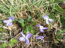 Attēlu rezultāti vaicājumam “Viola rupestris”