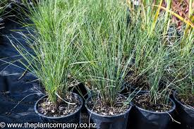 Attēlu rezultāti vaicājumam “Cribraria rubiginosa”