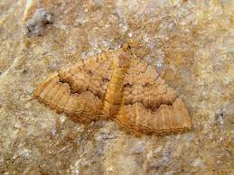 Attēlu rezultāti vaicājumam “Camptogramma bilineata”