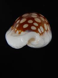 Attēlu rezultāti vaicājumam “Cribraria pertenuis”