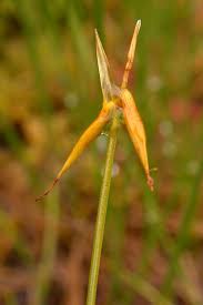 Attēlu rezultāti vaicājumam “Carex pauciflora”