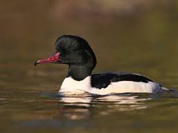 Attēlu rezultāti vaicājumam “Mergus merganser female”