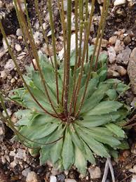 Attēlu rezultāti vaicājumam “Androsace septentrionalis”