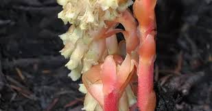 Attēlu rezultāti vaicājumam “Monotropa hypopitys flower”